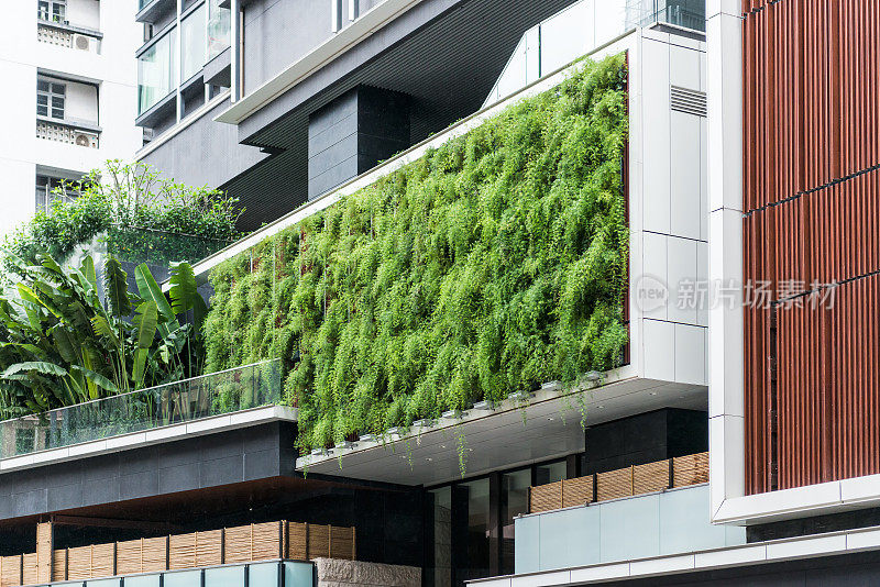 蕨类植物在现代建筑中的生活墙，可持续园艺