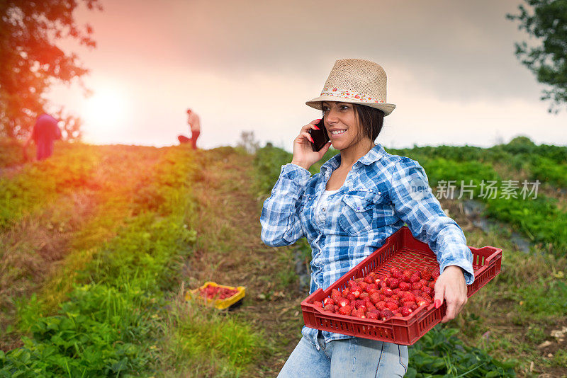 在草莓种植园工作的女人