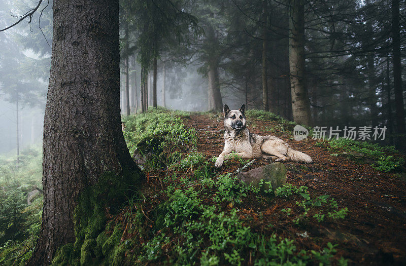 一只狗在神秘森林的小路上休息。