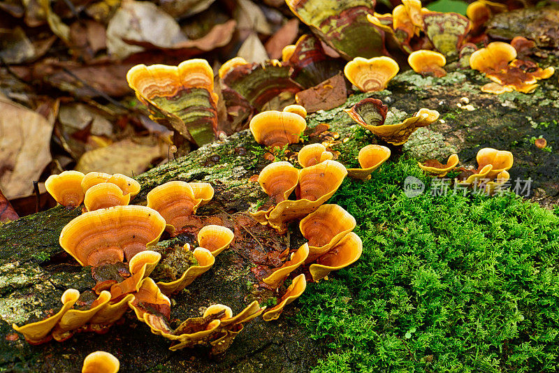天然浮木上的绿色苔藓和灵芝蘑菇