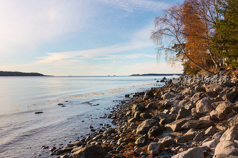 岩石海滩与桦木Pendula在波罗的海在秋天