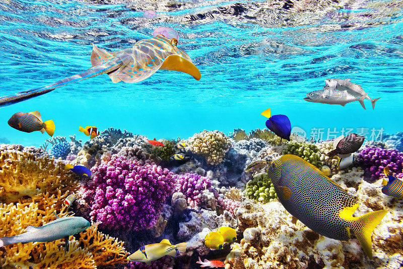 有珊瑚和热带鱼的水下世界。