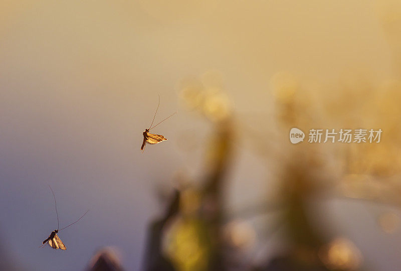 小昆虫蚊子盘旋在空中朝着明亮的金色日落