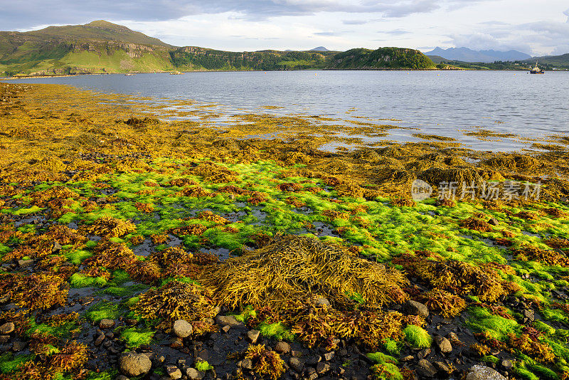 苏格兰波特里湖岸边的海藻