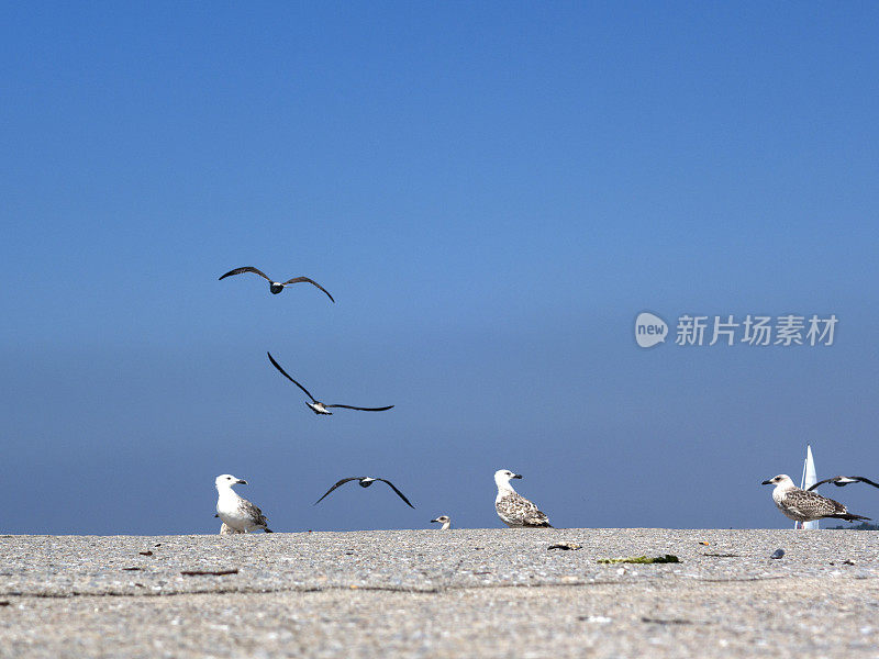 海鸥