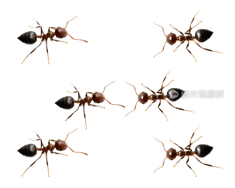 白色背景上的蚂蚁战队。宏