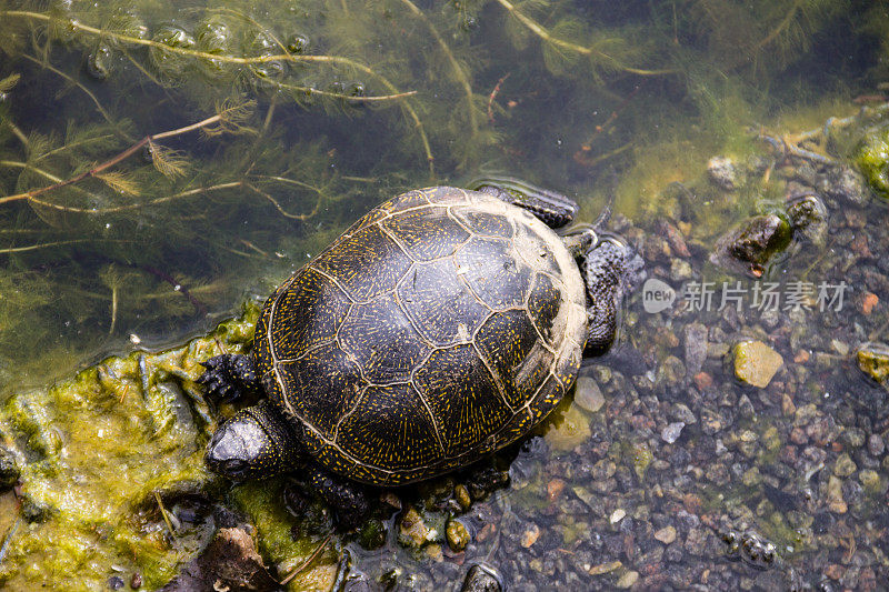 欧洲池塘龟