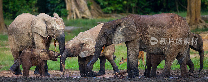 森林边缘的一群森林象。刚果共和国。Dzanga-Sangha特别保护区。中非共和国。