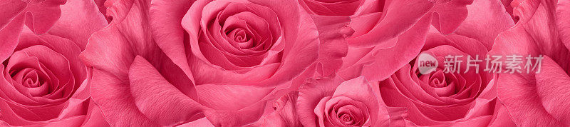 图案漂亮的粉红玫瑰
