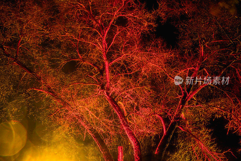 这棵树在黑暗中以红色和橙色突出显示。艺术装置