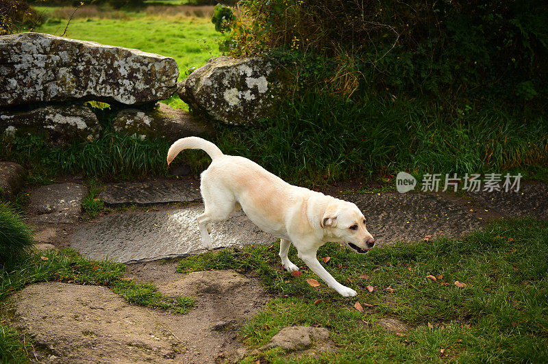 狗在达特穆尔