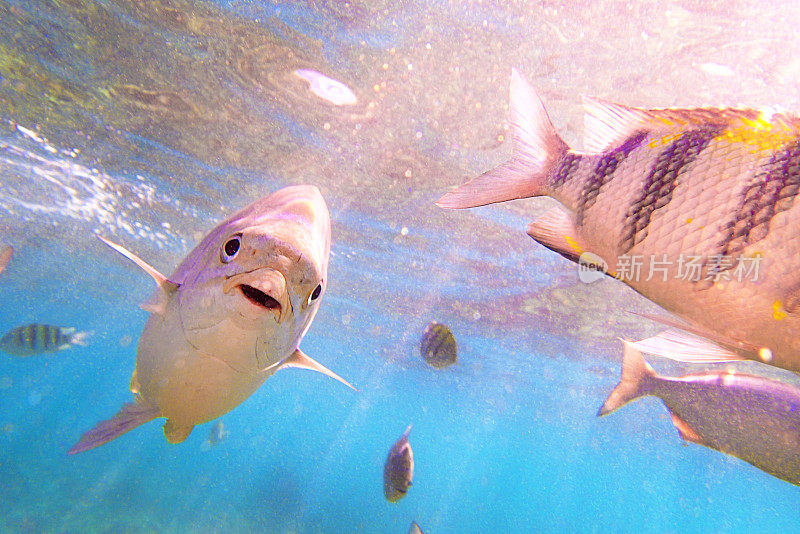 夏威夷考艾岛的彩色礁鱼浮潜