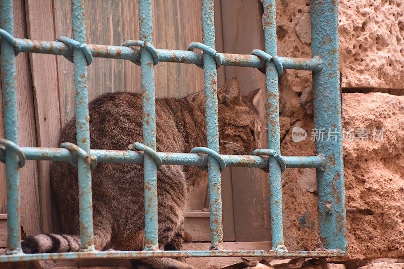 两只猫隔着栅栏互相望着