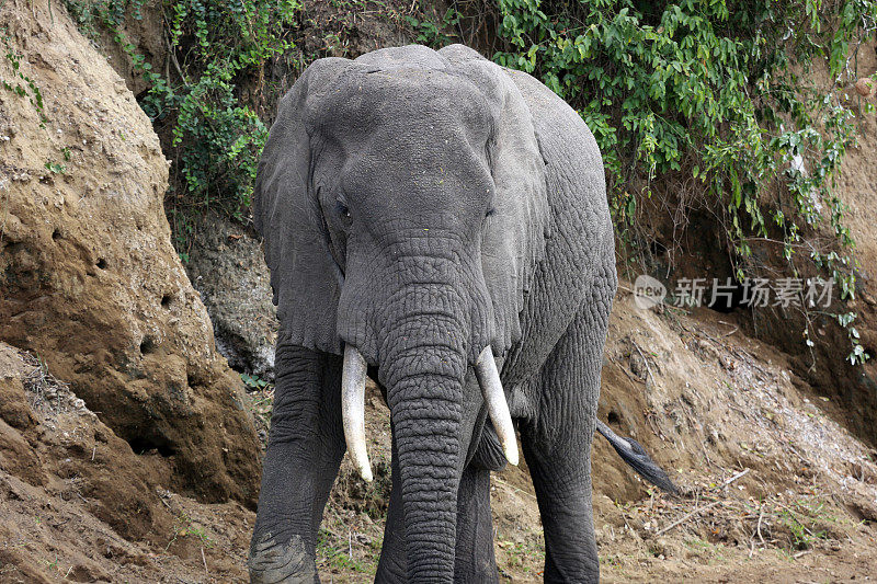 乌干达:一头大象在卡津加海峡岸边