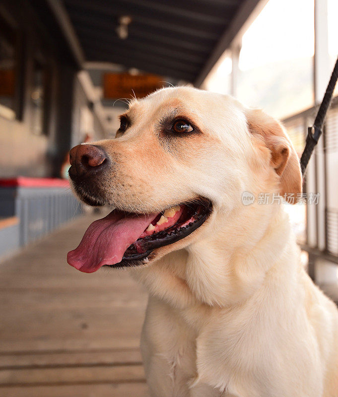 怀俄明州杰克逊霍尔的拉布拉多寻回犬