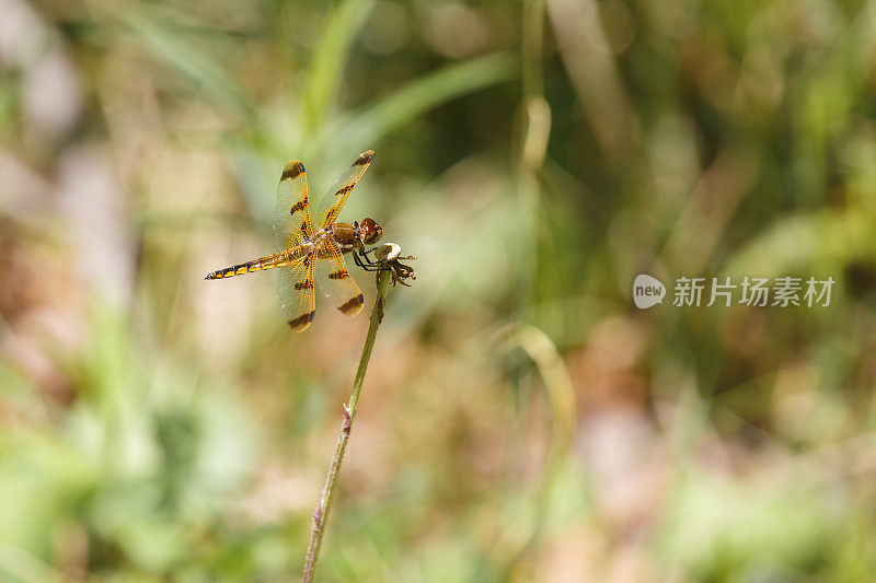 彩绘蜻蜓(男)蜻蜓