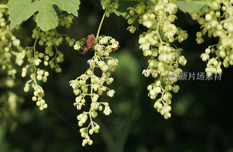 啤酒花(葎草)开花