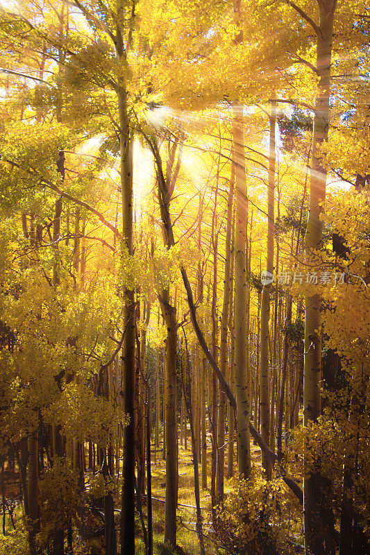 秋天的场景:阳光照耀着黄色的白杨森林