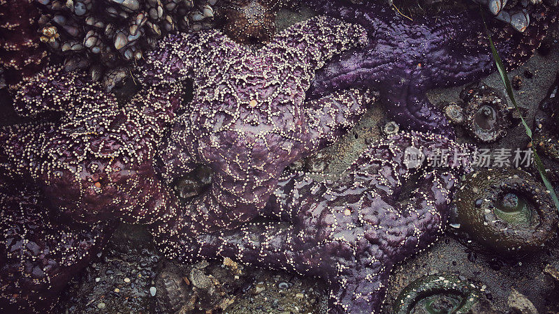 鹅颈藤壶，紫色海星，海葵，奥林匹克海岸线，华盛顿