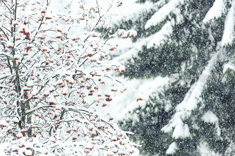 冬季森林-花楸树在下雪