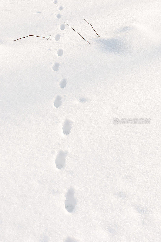 雪中动物的足迹