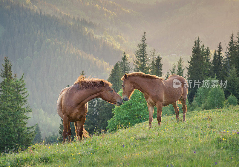 日落时分，马在山野上结成一对。美丽的自然景观和动物