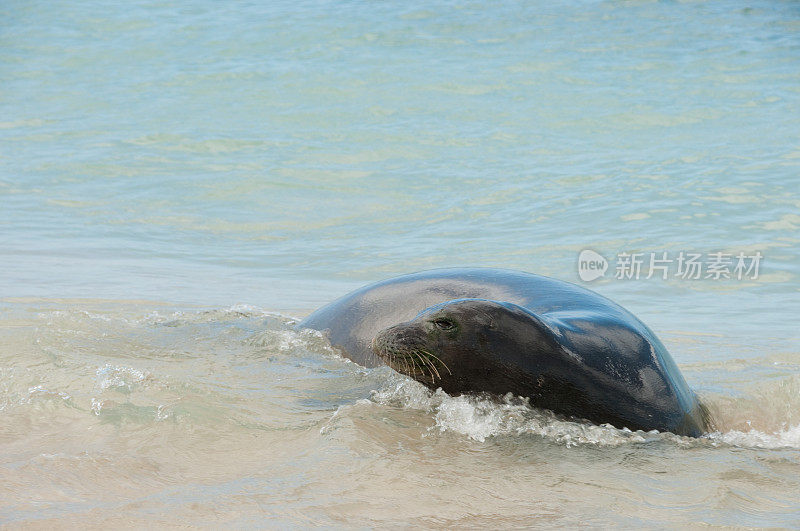 僧海豹