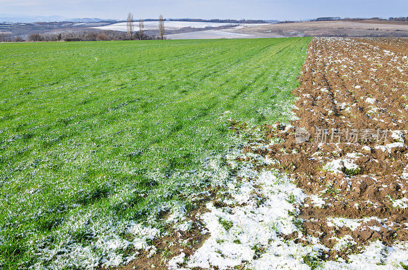 白雪覆盖着年轻的麦田
