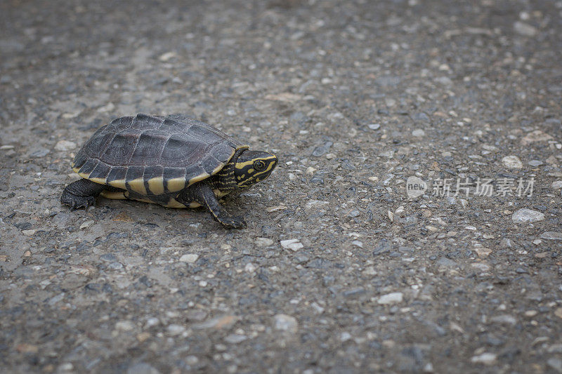 乌龟在路上走