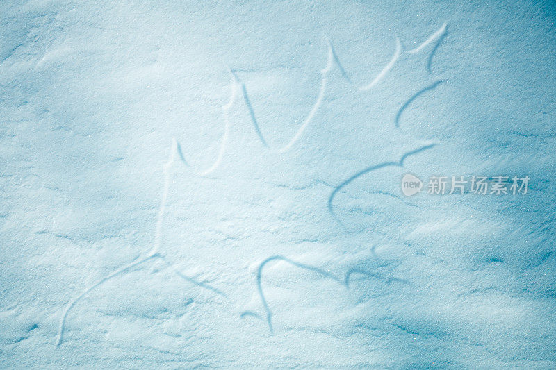 冰冻橡树叶的特写纹理