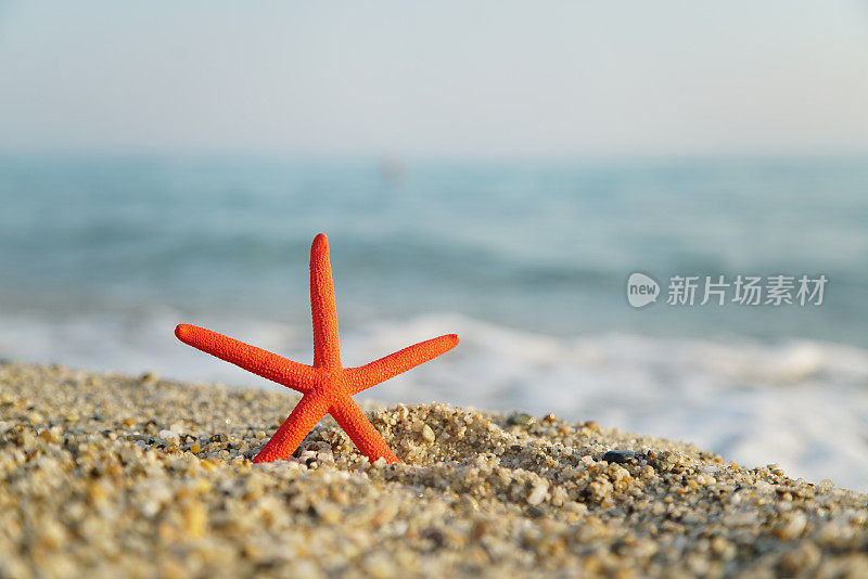 海滩上的红海星