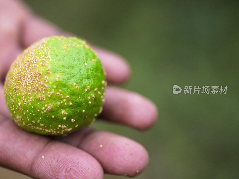 小彭珀缪斯在他的手掌