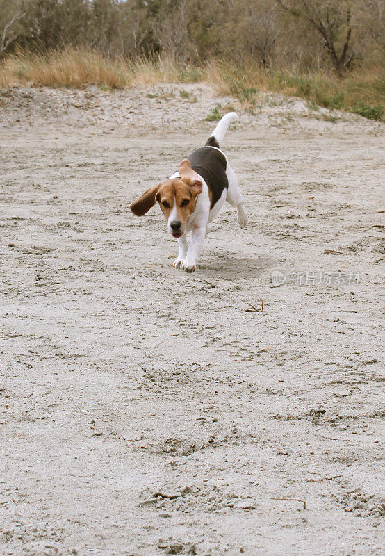 会飞的小猎犬