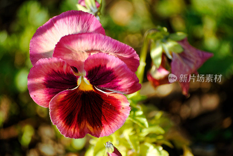 春天的花朵