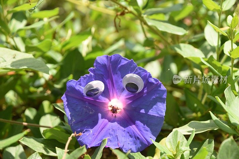 带眼睛的紫花