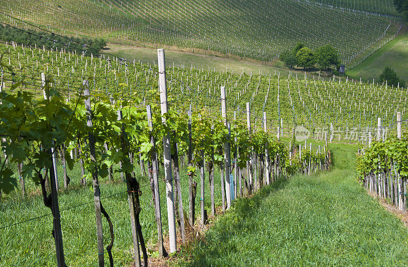 位于奥地利斯蒂里亚南部著名的葡萄酒产区的葡萄园