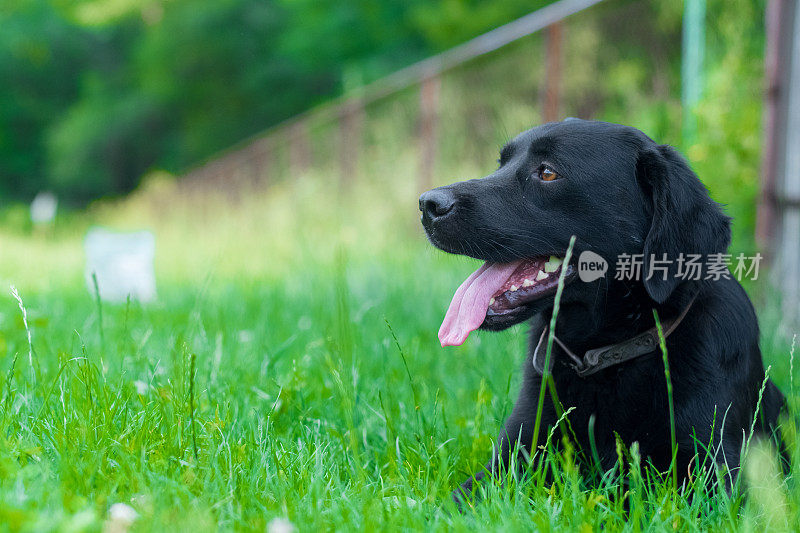 黑色的拉布拉多寻回犬