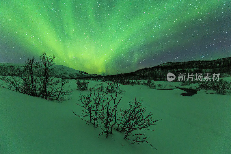 在冬天的风景中，北极光照射在树上。