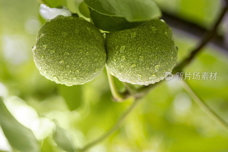 雨后绿核桃