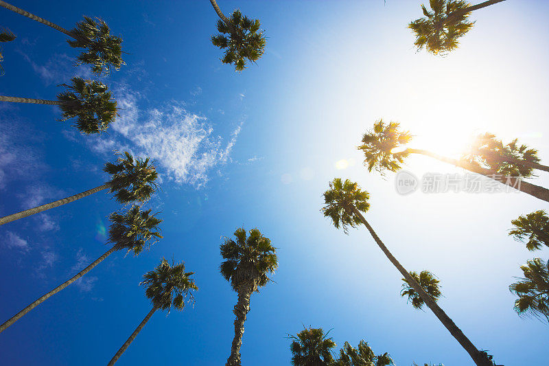 洛杉矶棕榈树