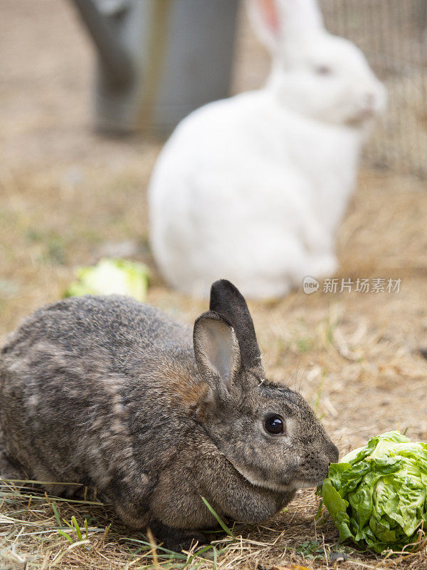 两只小兔子在吃莴苣