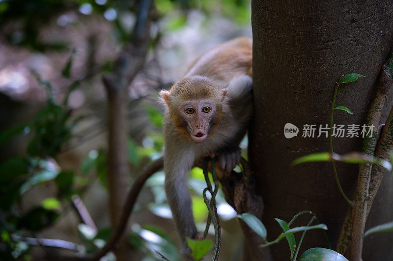 在树林里玩小猴子