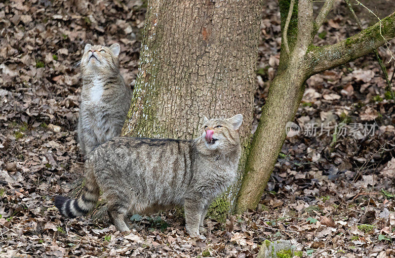 两只欧洲野猫站在树下