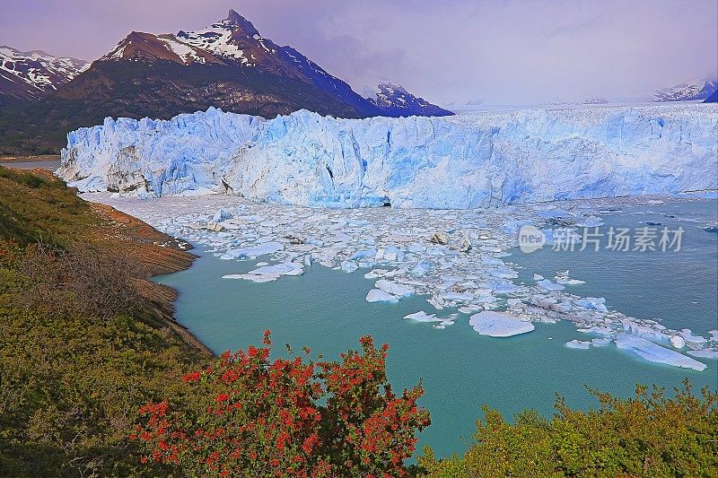 莫雷诺冰川和红色野花，阿根廷湖-卡拉法特，巴塔哥尼亚