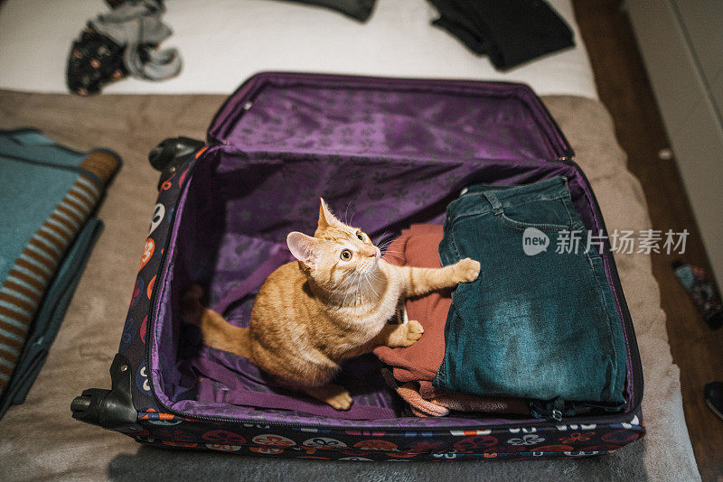 手提箱里的猫