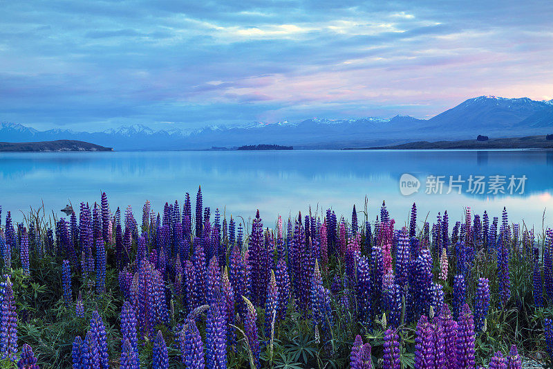 新西兰特卡波湖的Lupins