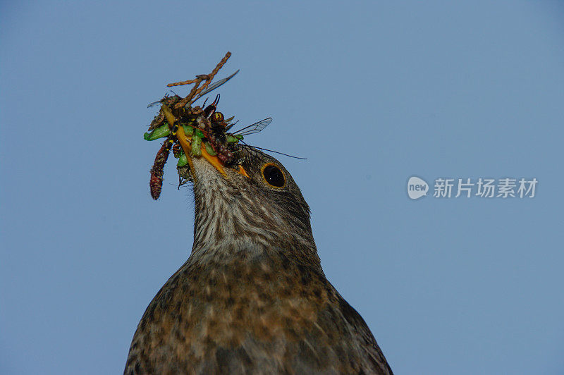 黑鸟提供食物