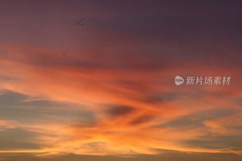 橙色的天空和鸟儿