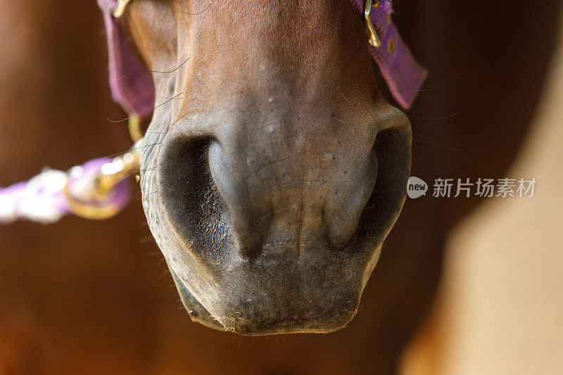 近距离观察马的口吻