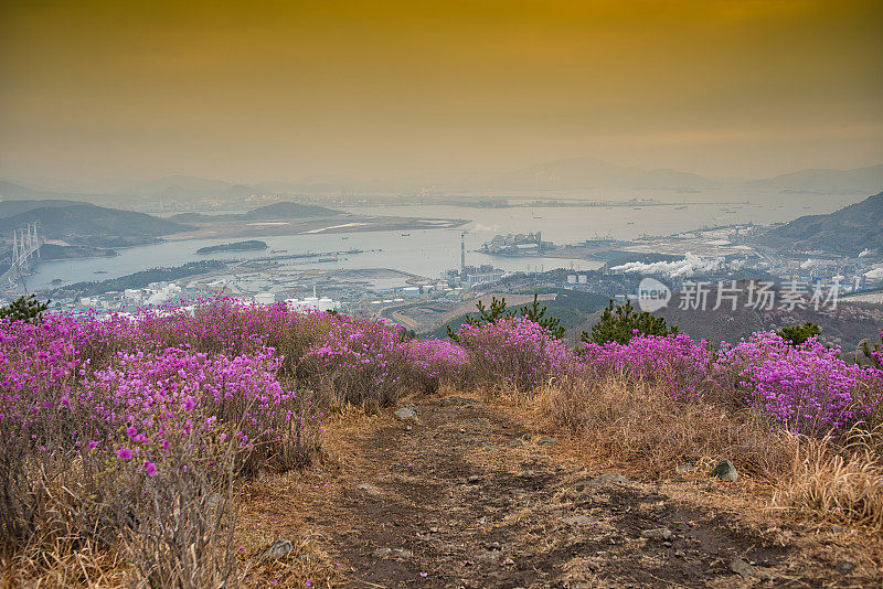 扬奇维桑杜丽花